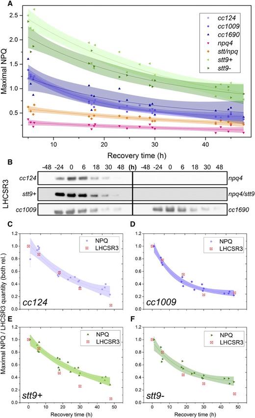 NPQ capacity and LHCSR3 abundance in LL following HL acclimation. The strains were first acclimated to continuous HL (500 μmol photons m−2 s−1) for 2 d, then transferred to continuous LL (15 μmol photons m−2 s−1) at t0. A. Decrease in the maximal NPQ capacity upon recovery from HL acclimation. The points are average values of three biological replicates. The lines are monoexponential decay fits and the shaded areas represent the 95% confidence intervals of the fits. B, Immunoblot analysis with αLHCSR3 antibodies throughout the experiment. Whole-cell extracts were loaded on an equal-protein-content basis. See Supplemental Figure S1 for dynamics of other photosynthetic proteins during the treatment. C to F, Correlations between the loss of NPQ and the decrease in LHCSR3 content in cc124 (C), cc1009 (D), stt9+ (E), and stt9− (F) strains. Both the value of NPQ and the quantity of LHCSR3 were normalized to 1 at their maxima. The lines correspond to a monoexponential-decay fit of the NPQ data, and the shaded areas are 95% confidence intervals of the fits.