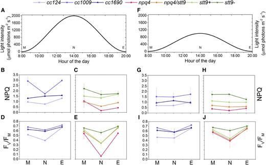 Photoprotection is active throughout the day-night cycle in Chlamydomonas. Uppercase letters M, N, and E denote samples measured at the onset of illumination (morning), at the peak light intensity (noon), and at the end of the light period (evening), respectively. A, Profile of the daily light intensity used for experiments in B–E and for Figures 3 and 4. B and C, Maximal NPQ value following 3 min of 1,500 μmol photons m−2 s−1 illumination in wild-type strains (B) and photoprotection mutants (C). D and E, Maximal FV/FM value upon 30 min dark adaptation of wild-type strains (D) and photoprotection mutants (E). F, Profile of the daily light intensity used for experiments in G–J. G and H, Maximal NPQ value following 3 min of 1,500 μmol photons m−2 s−1 illumination in wild-type strains (G) and photoprotection mutants (H). I and J, Maximal FV/FM value upon 30 min dark adaptation of wild-type strains (I) and photoprotection mutants (J). Values in B–E and G–J are means ± sd calculated for three biological replicates.