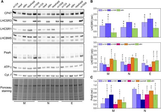 The main proteins involved in photoprotection are present in Chlamydomonas cells throughout the day. M, N, and E denote samples isolated at the onset of illumination (morning), at the peak light intensity (noon), or at the end of the light period (evening), respectively. Shared lowercase letters between means denote the absence of a statistically significant difference (P < 0.05; see “Materials and Methods” for details). A, Immunoblot analysis with antibodies against the subunits of major photosynthetic complexes assessed throughout the day-night cycle. Whole-cell extracts were loaded on an equal-protein-content basis. Ponceau staining of the membrane as a loading control is shown at the bottom. B, Quantification of the LHCSR content throughout the day-night cycle. The means ± sd were calculated for three biological replicates. C, Quantification of the PsbS content throughout the day-night cycle. The means ± sd were calculated for three biological replicates.