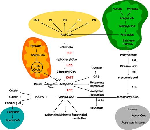 Overview of flavonoid, lipid, and acetyl-CoA metabolism in Arabidopsis. Cell compartments represented include mitochondria (orange), chloroplast (green), endoplasmic reticulum (yellow), peroxisome (blue), the nucleus (gray), and the cytosol (white). Enzymes in the pathway proposed in this work are highlighted in red. OAA, Oxaloacetate; ECH, enoyl-CoA hydratase; HCD, hydroxyacyl-CoA dehydrogenase; PAL, Phe ammonia lyase; C4H, cinnamate 4-hydroxylase; 4CL, 4-coumarate:coenzyme A ligase; CHS, chalcone synthase.