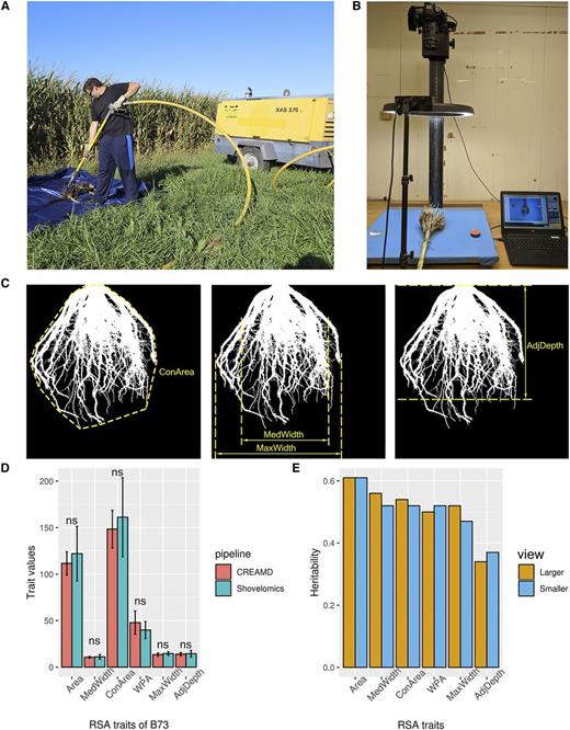 Extraction of RSA traits from binary images of core root systems using COFE. Illustration of root cleaning (A) and phenotyping of CREAMD pipeline (B) are shown. C, Illustration of four out of six traits extracted via COFE. D, Comparison of RSA trait values from the inbred line B73 extracted by COFE from roots collected using CREAMD or water-based root cleaning. Data are means ± sd; ns, not significant, Student’s t test; n = 15. E, Heritabilities of RSA trait values obtained from the SAM Diversity Panel via CREAMD-COFE; n = 3,196 roots per view. See Table 1 for abbreviations.