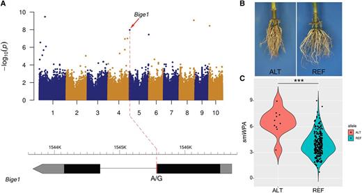 Association of Bige1 (GRMZM2G148937) with maize smWPA. A, Manhattan plot of SNP-based GWAS for smWPA; gene model with the position indicated of the RSA-associated SNP within the intron. B, Representative root images of inbred lines homozygous for the ALT (non-B73) and REF (B73) alleles of the RSA-assocciated SNP within Bige1. Illustrated inbred lines are LH52 (ALT allele) and LH57 (REF allele). C, Distribution of trait values of inbred lines homozygous for the ALT and REF alleles. Student’s t test; ***P < 0.001.