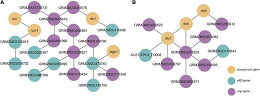 Gaussian Graphical model–based coexpression networks. Two clusters illustrating putative regulatory relationships among RSA-associated genes (A) and cloned root genes (B) are shown. Yellow dots indicate cloned root-related genes, green dots indicate genes identified via eRD GWAS, and purple dots indicate genes identified via SNP-based GWAS.