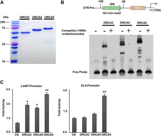ORCA binding to the GC-rich motif in the STR promoter and differential activation of TIA pathway gene promoters. A, ORCA3, ORCA4, and ORCA5 were expressed in E. coli, and the recombinant proteins were purified to homogeneity as demonstrated by SDS-PAGE. B, Binding of ORCA3, ORCA4, and ORCA5 to the GC-rich motif in the STR promoter. The nucleotide sequence of the GC-rich motif and the position of the jasmonate-responsive element (JRE; −100 to −58) relative to the transcription start site (TSS) is shown at top. The autoradiograph shows the DNA-protein complex of the biotin-labeled GC-rich motif probe with ORCA3, ORCA4, or ORCA5. The labeled probe was outcompeted by 1,000× unlabeled probe (+). C, Transactivation of the LAMT and SLS promoters, fused to the firefly luciferase (LUC) reporter, by ORCA3, ORCA4, and ORCA5 in tobacco cells. Control (CN) represents reporter plasmid alone. A plasmid containing the GUS reporter, driven by the CaMV 35S promoter and rbcS terminator, was used as an internal control. LUC and GUS activities were measured 20 h after electroporation. LUC activity was normalized against GUS activity. Data presented here are means ± sd of three biological replicates. Statistical significance was calculated using Student’s t test: *, P < 0.05 and **, P < 0.01.