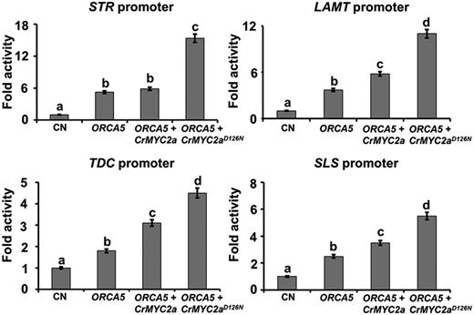 Derepressed CrMYC2a and ORCA5 synergistically affect TIA pathway genes. Activation of the TDC, STR, LAMT, and SLS promoters, fused to the firefly luciferase (LUC) reporter, by ORCA5, CrMYC2a, and CrMYC2aD126N in tobacco cells is shown. A reporter plasmid containing the promoter-LUC cassette was coelectroporated into tobacco protoplasts with effector plasmids harboring TF genes. Control (CN) represents reporter plasmid alone. A plasmid containing the GUS reporter, driven by the CaMV 35S promoter and rbcS terminator, was used as an internal control. LUC and GUS activities were measured 20 h after electroporation. The LUC activity was normalized against the GUS activity. Data presented here are means ± sd of three biological replicates. Different letters denote statistical differences as assessed by one-way ANOVA and Tukey’s HSD test: P < 0.05.
