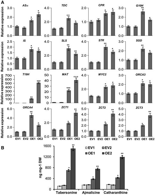 Relative expression of key TIA pathway genes and alkaloid accumulation in ORCA5-overexpressing C. roseus hairy roots. A, Relative expression of the TIA pathway genes and TF genes in two EV controls and two ORCA5-overexpressing hairy root lines (OE-1 and OE-2) as measured by RT-qPCR. B, Measurement of tabersonine, ajmalicine, and catharanthine in EV controls, OE-1, and OE-2. Alkaloids were extracted and analyzed using liquid chromatography-tandem mass spectrometry, and the levels of alkaloids were estimated based on peak areas compared with standards. Data presented here are means ± sd of three biological replicates. Statistical significance was calculated using Student’s t test: *, P < 0.05; **, P < 0.01; and ***, P < 0.001. DW, Dry weight.