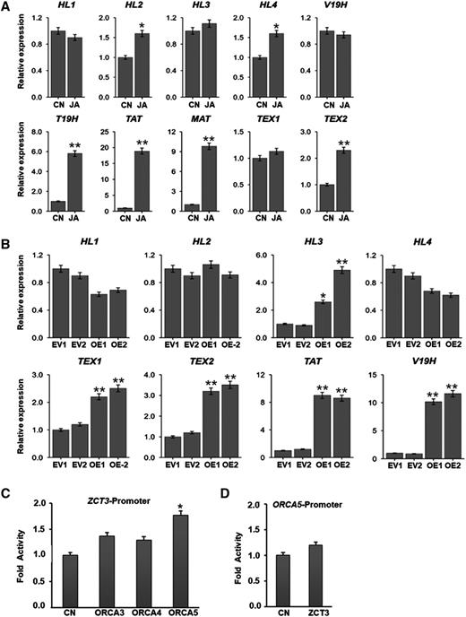 Relative expression of TIA pathway genes in response to MeJA and in ORCA5-overexpressing hairy roots. A, Ten-day-old C. roseus seedlings (15–17 seedlings in each replicate) were treated with 100 μm MeJA (JA) for 2 h, and expression of HL1 to HL4, V19H, TEX1, TEX2, T19H, TAT, and MAT in seedlings was measured by RT-qPCR. Mock-treated seedlings were used as controls (CN). B, Relative expression of HL1 to HL4, V19H, TAT, TEX1, and TEX2 in EV controls and two ORCA5-overexpressing hairy root lines (OE-1 and OE-2) was measured by RT-qPCR. C, Activation of the ZCT3 promoter, fused to the luciferase (LUC) reporter, by ORCA3, ORCA4, or ORCA5 in tobacco cells. D, Transactivation of the ORCA5 promoter, fused to the LUC reporter, in tobacco cells. Control (CN) represents reporter plasmid alone. In both C and D, a plasmid containing the GUS reporter, driven by the CaMV 35S promoter and rbcS terminator, was used as an internal control. LUC and GUS activities were measured 20 h after electroporation. The LUC activity was normalized against the GUS activity. Data presented here are means ± sd of three biological replicates each with four to five samples. Statistical significance was calculated using Student’s t test: *, P < 0.05 and **, P < 0.01.