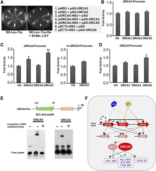Intracluster regulatory relationship among the members of the ORCA cluster. A, Yeast one-hybrid assay demonstrating activation of the ORCA4 promoter by ORCA3 or ORCA5 and the ZCT3 promoter by ORCA5. ORCA3 or ORCA5, fused to the GAL4 activation domain (pAD-ORCA3/ORCA5), was cotransformed into yeast cells with the pORCA4-HIS3 or pZCT3-HIS3 reporter plasmid. The transformants were grown in either the double synthetic dropout (SD) selection medium lacking Leu and Trp (SD-Leu-Trp) or triple selection medium lacking His, Leu, and Trp (SD-Leu-Trp-His) with 50 mm 3-AT. B to D, Transactivation of the promoters of ORCA3 (B), ORCA4 and mutant ORCA4 (m-ORCA4; C), and ORCA5 (D) by ORCA3, ORCA4, or ORCA5 in tobacco cells. Data presented here are means ± sd of three biological replicates each with four to five samples. Control (CN) represents reporter plasmid alone. Statistical significance was calculated using Student’s t test: *, P < 0.05 and **, P < 0.01. E, Binding of ORCA3 and ORCA5 to the GC-rich motif in the ORCA4 promoter. Nucleotide sequence and position of the GC-rich motif relative to the translation start site are shown at top. The autoradiograph shows the DNA-protein complex of the biotin-labeled probe covering the GC-rich motif with ORCA3 or ORCA5. The binding of the labeled probe was outcompeted by 1,000× unlabeled probe (+). F, Model summarizing the intracluster regulation among the ORCAs and coregulation of ORCAs and ZCTs of the TIA pathway. The ORCA genes are activated by JA but repressed by ET. ORCA3 and ORCA5 regulate ORCA4. ORCA5 regulates its own expression. ORCA5 activates ZCT3 whereas ORCAs indirectly regulate ZCT1 and ZCT2. Solid blue arrows indicate activation by JA; solid yellow T-bars represent repression by ET. Solid black arrows represent direct activation, whereas broken black arrows represent indirect or undetermined activation. ORCA5 activates whereas ZCT represses several genes in the indole and iridoid branches of the TIA pathway.