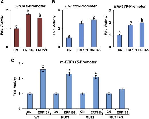 Mutual regulatory relationship among C. roseus ORCA and tobacco NIC2 AP2/ERFs. A and B, Transactivation of the ORCA4 promoter by NIC2 ERF, ERF189, or ERF221 (A) and the tobacco ERF115 and ERF179 promoters by ERF189 or ORCA5 (B). Data represent means ± sd of three biological samples. Different letters denote statistical differences as assessed by one-way ANOVA and Tukey’s HSD test: P < 0.05. C, Transactivation of the mutant ERF115 promoter by ERF189 in a tobacco protoplast-based transactivation assay. A plasmid containing the GUS reporter, driven by the CaMV 35S promoter and rbcS terminator, was used as an internal control. Control (CN) represents reporter plasmid alone. The luciferase (LUC) and GUS activities were measured 20 h after electroporation. The LUC activity was normalized against the GUS activity. Data presented here are means ± sd of three biological replicates each with four to five samples. Statistical significance was calculated using Student’s t test: *, P < 0.05. WT, Wild type.
