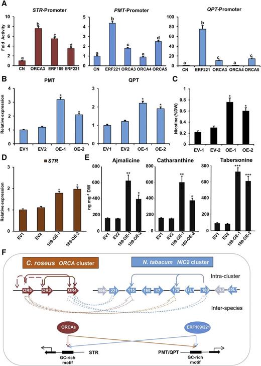 C. roseus ORCAs and tobacco NIC2 ERFs are likely interchangeable. A, Transactivation of C. roseus STR promoter by ORCA3, ERF189, or ERF221 and tobacco PMT and QPT promoters by ERF221, ORCA3, ORCA4, or ORCA5 in the tobacco protoplast assay. A plasmid containing the GUS reporter, driven by the CaMV 35S promoter and rbcS terminator, was used as an internal control. Control (CN) represents reporter plasmid alone. The luciferase (LUC) and GUS activities were measured 20 h after electroporation. The LUC activity was normalized against the GUS activity. Data represent means ± sd of three biological replicates each with four to five samples. Different letters denote statistical differences as assessed by one-way ANOVA and Tukey’s HSD test: P < 0.05. B, Relative expression of PMT and QPT in two EV control (EV1 and EV2) and two ORCA5-overexpressing (OE-1 and OE-2) tobacco hairy root lines, as measured by RT-qPCR. Tobacco elongation factor1α (EF1α) was used as an internal control. C, Nicotine contents in two EV control (EV1 and EV2) and two ORCA5-overexpressing (OE-1 and OE-2) tobacco hairy root lines. Nicotine concentrations are presented as percentage dry weight (%DW). D, Relative expression of STR in EV1 and EV2 (control) and two ERF189-overexpressing (189-OE-1 and 189-OE-2) C. roseus hairy root lines, as measured by RT-qPCR. C. roseus EF1α was used as an internal control. E, Measurement of ajmalicine, catharanthine, and tabersonine in EV1 and EV2 controls, OE-1, and OE-2. Alkaloids were extracted and analyzed using liquid chromatography-tandem mass spectrometry, and the levels of alkaloids were estimated based on peak areas compared with standards. Data presented here are means ± sd of three biological replicates. Statistical significance was calculated using Student’s t test: *, P < 0.05; **, P < 0.01; and ***, P < 0.001. F, Model depicting the mutual regulatory relationship among and between the ORCA and NIC2 locus AP2/ERFs. Thin solid arrows represent direct activation, and thin broken arrows represent indirect activation within a cluster. Thick arrows indicate the interspecies mutual regulation of the ERFs.