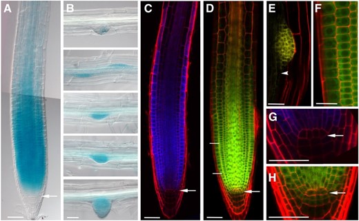 Arabidopsis EBP1 is expressed and localized in actively dividing tissues during root development. Representative differential interference contrast images of EBP1 expression in the primary root (A) and during lateral root development (B) in the transgenic pEBP1:GUS lines after 3h GUS staining. The images of the different stages of lateral root development belong to the same root. C, Confocal microscopy images in the propidium-iodide–stained root sample of the pEBP1:CFP lines. D to F, Confocal microscopy images represent the localization of the EBP1-YFP protein in the pgEBP1:YFP transgenic line in the primary (D) and secondary (E) meristems. The enlarged sections of the meristematic region in (F) and of a lateral root initial in (E) are showing cytoplasmic localization of the fusion protein (scale bar = 25 μm), whereas (G) and (H) illustrate the lower level of expression in the slowly dividing stem cells and QC. In each case, 5- to 6-d-old seedling were analyzed. White arrow points toward the QC, and the white arrowhead in (E) labels the occasional nuclear localization of the EBP1-YFP protein in the differentiation zone. The merged image in (A) is a composite of two consecutive overlapping images of the same root, taken with the same median focal plane. The enlarged image in (F) comes from the meristematic region, labeled by two white lines in (D). Scale bars = 50 μm, unless stated otherwise.