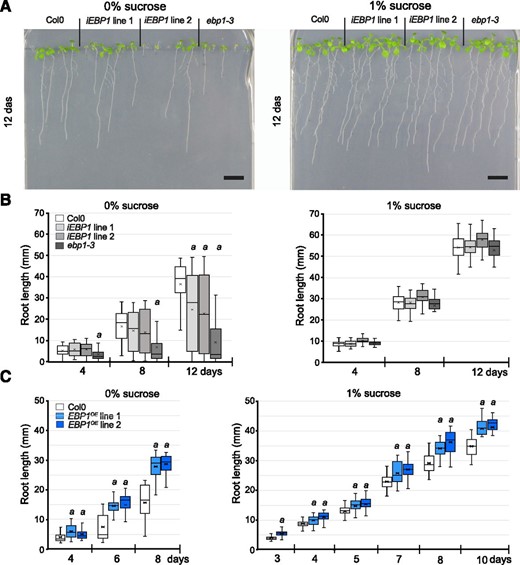 Sugar can compensate for the lack of EBP1 expression and an elevated level of EBP1 can suppress sugar-dependent root growth deficiencies. A, Root growth of two independent EBP1 RNAi (iEBP1) lines and the insertional mutant, ebp1-3 compared with Col0, germinated and grown (12 d) in the absence (0%) and presence of sucrose (1%). Scale bars = 1 cm. B, Boxplot analyses show the quantification and distribution of the root length (in millimeters) of seedlings grown on 0% and 1% sucrose media at the given time points after sowing. The boxplot gives the mean line and the mean marker (cross); the quartile calculation was done exclusive of the median on root-length measurements from n = 3, n > 35 in each repeat. Significance was determined by Student t test a: P-value < 0.01. C, Quantitative analysis of root growth of the transgenic EBP1OE lines (referred as lines 19.2 and 43.2, respectively in Horváth et al., 2006) compared with Col0, germinated and grown on media with or without sucrose (0%, 1%). Boxplot analysis was carried out as in (B); n = 3, n > 35 in each repeat; significance was determined by Student t test a: P-value < 0.01. The level of EBP1 expression upon silencing and overexpression is shown in Supplemental Figure S4A and Figure 4C, respectively.