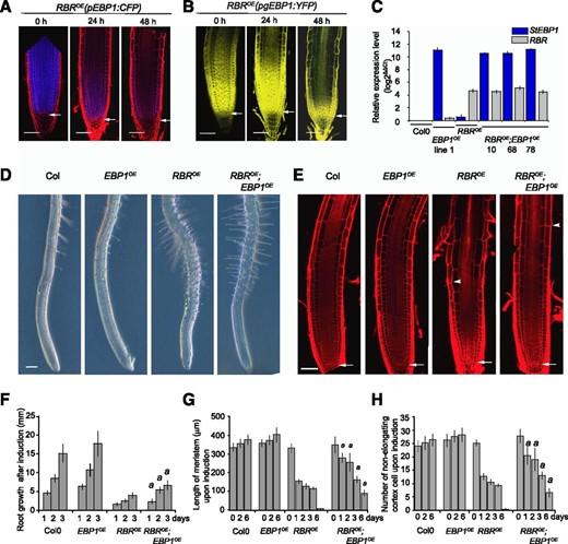 Elevated level of EBP1 delays differentiation upon induction of RBR expression. A, Confocal microscopy images of the transgenic lines, RBROE(pEBP1:CFP) and RBROE(pgEBP1:YFP). B, Upon induction of RBR with dexamethasone (dex) treatment (1 μm), at the given time points. Note, the loss of meristem structure and progressive differentiation due to RBR induction and the concomitant drop in EBP1 transcription and reduction of EBP1-YFP abundance. C, To generate the RBROE;EBP1OE lines, the transgenic lines RBROE (Wildwater et al., 2005) and EBP1OE (line 1; Horváth et al., 2006) constitutively overexpressing the Solanum tuberosum EBP1 (StEBP1) were introgressed. The expression levels for RBR and EBP1 were analyzed by quantitative reverse transcription-PCR in three independent introgressed lines (RBROE;EBP1OE line 10, 68, 78; F3 generation) using RBR- and StEBP1-specific primers. As a control, the parental lines (RBROE and EBP1OE) and Col0 were tested. For the introgressed line 10, the transgenic line EBP1OE line 1 was used as a parent, while for the lines 68 and 78, EBP1OE line 2. D, Representative root samples of Col0, EBP1OE, RBROE and RBROE;EBP1OE lines upon 24 h dex (1 μm) induction. See also Supplemental Figure S5A. E, Confocal images of propidium iodide–stained root samples from Col0, EBP1OE, RBROE and RBROE;EBP1OE lines upon 72 h dex (1 μm) treatment. In (D) and (E), the arrowhead shows the position of the first differentiating epidermal cell, while in (E) the arrow points to the QC. Scale bars =1 mm (D) and 50 μm (E). F, Root growth (millimeters) after 24, 48, and 72 h dex (1 μm) treatment. Induction with dex started on 6-d-old seedlings. G, Meristem length and number of non-elongating cortical cells (H) of Col0, EBP1OE, RBROE and RBROE;EBP1OE lines after 0, 24, 48, 72, and 144 h dex (1 μm) induction. The region of the transit amplifying cells in the RBROE root meristem is fully differentiated around 96 h dex treatment; n > 3, n > 15 seedlings at each repeat for each genotype. In (F), (G), and (H), values represent means with StDv. a: P-value < 0.01 shows the significance of the measured values of RBROE;EBP1OE line compared with RBROE at the given time point.