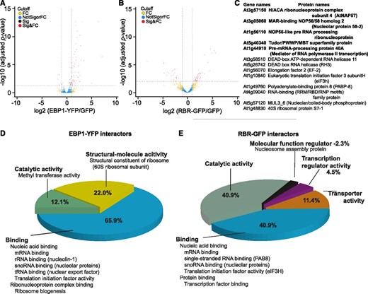 Functional classification of the EBP1 and RBR interacting proteins identified by mass-spectrometric analysis. Volcano plots showing the enrichment of EBP1-interacting (A) and RBR-interacting proteins (B) recovered from seedlings expressing the EBP1-YFP (A) and RBR-GFP (B) fusion proteins compared with the proteins identified from the transgenic lines Col0(p35S:GFP). The x axis shows the fold enrichment (FC) between the fusion protein and GFP alone (log2); whereas the y axis illustrates significance (Sig), the adjusted P-value (−log10) of the pulled-down proteins with anti-GFP antibody from EBP1-YFP (A) and RBR-GFP (B) seedlings compared with GFP-expressing Col0 transgenic plants. The vertical and horizontal stippled lines demarcate a 2-fold enrichment and an adjusted p-value of 0.05, respectively; proteins in the top right portion of the graph are considered to be the candidates for EBP1- (A) and RBR (B)-interactors. C, The table summarizes the list of RBR interactors involved in RNA binding (13) and highlights those that are common in both sets, the RBR and EBP1 interactors (5). D and E, The pie charts represent the major categories by their molecular functions using the gene ontology classification tool PANTHER version 14.1. Notable subcategories are also listed. For details on protein names and functions refer to Supplemental Tables S1 and S2.