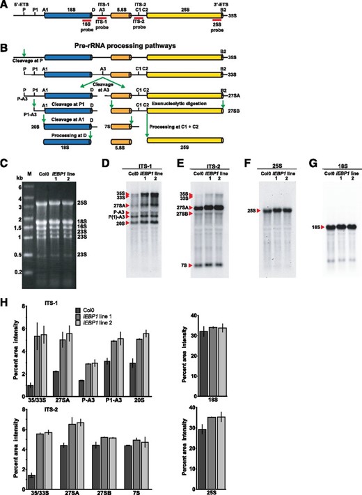 EBP1 RNAi transgenic plants accumulate rRNA processing intermediates. Schematic representation of the Arabidopsis full length 35S pre-rRNA transcript indicating processing sites and the position of the probes used for northern blot analysis (red bars; A) and pre-rRNA processing pathway based on Zakrzewska-Placzek at al. (2010) (B). ETS, external transcribed spacer; ITS, internal transcribed spacer. C, Ethidium bromide-stained 1% (w/v) agarose gel showing equal loading of total RNA (4 µg) from Col0 and two independent EBP1 RNAi transgenic lines 1 and 2 grown without sucrose. Molecular weight marker (M) is shown on left, and the position of the rRNAs is indicated on the right. D to G, northern blot analysis of total RNA from Col0 and EBP1RNAi lines using digoxigenin-labeled specific probes against ITS-1 (D), ITS-2 (E), 25S (F), and 18S (G), visualized by chemiluminescence. Positions of the full length pre-rRNA transcript (35S) and the processed products are indicated on the left. H, Quantification of the signal intensity of the various rRNA transcript species shown in (D) to (G). The x axis indicates the precursors and processed rRNAs, while the y axis shows relative signal intensity. Values represent means and error bars stand for se from two northern blot experiments carried out with two independent biological materials.