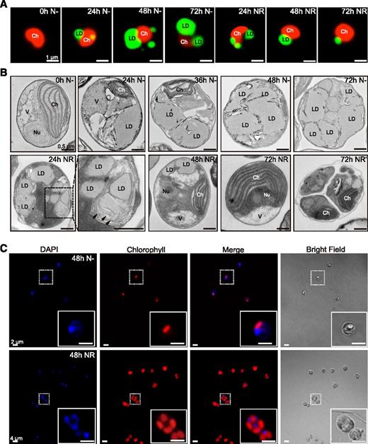 Cellular changes in N. oceanica in response to N deprivation (N−) and NR. A, Representative images of LDs stained by BODIPY 493/503 (green) and autofluorescence of chlorophyll (red). Bars = 1 µm. B, Representative electron micrographs of cells growing under N− and NR conditions. Arrows indicate the endomembrane system around LDs (24 h NR, magnified area marked with the dashed line, 72 h NR indicates a single cell, and 72 h NR′ indicates dividing cell). Bars = 0.5 µm. Ch, chloroplast; Nu, nucleus; V, vacuole. C, Visualization of nuclear DNA by DAPI (blue) and chlorophyll autofluorescence (red). Bars = 2 µm (top) and 4 µm (bottom).