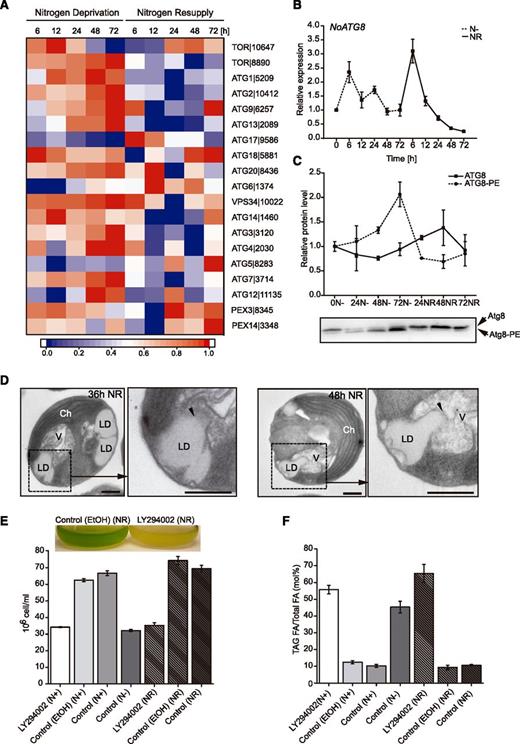 Expression of autophagy-related genes and identification of autophagy-mediated LD degradation. A, Expression of genes related to autophagy under N deprivation and after NR. Log2-fold changes in expression >1 were normalized between 0 and 1 and used for heat map generation, and changes with P ≤ 0.01 were considered statistically significant (P values are given in Supplemental Dataset 2). Red indicates up-regulation of expression and blue a corresponding down-regulation. Descriptions and expression values of the genes can be found in Supplemental Dataset 2. B, Expression profiling of NoATG8 under N− and NR conditions analyzed with RT-qPCR. Values represent means ± sd (n = 3). C, Relative abundance of NoATG8 and NoATG8-PE protein isoforms during N deprivation and after NR. Values represent means ± sd (n = 3). D, Ultrastructural analysis of LDs fusing with vacuoles (arrowheads) in N. oceanica cells after NR. Ch; chloroplast, V; vacuole. E and F, Cell number (E) and TAG amount (F) of N. oceanica cultures grown in media with N (N+), without N (N−), and after NR treated with LY294002. Control (ethanol), media with addition of inhibitor solvent; Control, media (N+, N−, and NR) without inhibitor or solvent. Each data point represents the average of three independent cultures. Values represent means ± sd (n = 3).