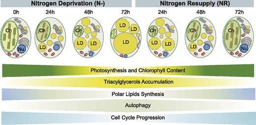 Schematic representation of cellular and physiological events related to the transition from quiescence to autotrophy during N deprivation and after NR, respectively. Width of the horizontal panels indicates intensification of the processes at given time points of N deprivation (N−) and NR conditions. Ch, chloroplast; Nu; nucleus.