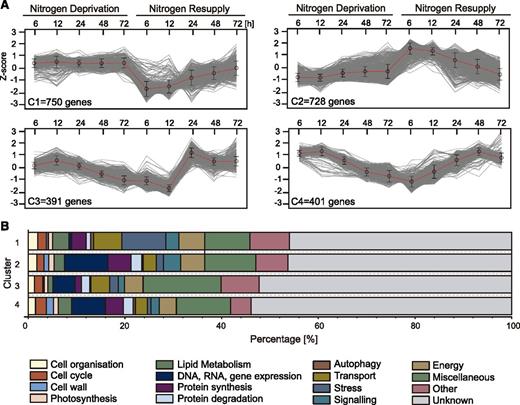 Cluster analysis of differential gene expression in N. oceanica under N deprivation and after NR. A, Expression patterns of differentially expressed genes (P ≤ 0.01) grouped into four clusters (C1–C4). Analysis and normalization were performed using K-means clustering (k = 4) with the Pearson correlation distance metric using MeV (version 4.8.1) software. B, Distribution of differentially expressed genes categorized by function within each cluster.