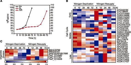 Cell cycle regulation under different N conditions. A, N. oceanica cell growth in a N-rich medium (N+), under N deprivation (N−), and after NR. Data are averages of three independent cultures. ses of the mean are smaller than the symbol. B and C, Expression profile of genes involved in the cell cycle (B) and organelle division in N. oceanica under N− and NR conditions (C). Log2-fold changes in expression >1 were normalized between 0 and 1 and used for heat map generation, and changes with P ≤ 0.01 were considered statistically significant (P values are given in Supplemental Dataset 2). Red indicates up-regulation of expression and blue a corresponding down-regulation. Numbers indicate the N. oceanica gene ID. Descriptions of the genes and expression values can be found in Supplemental Dataset 2.