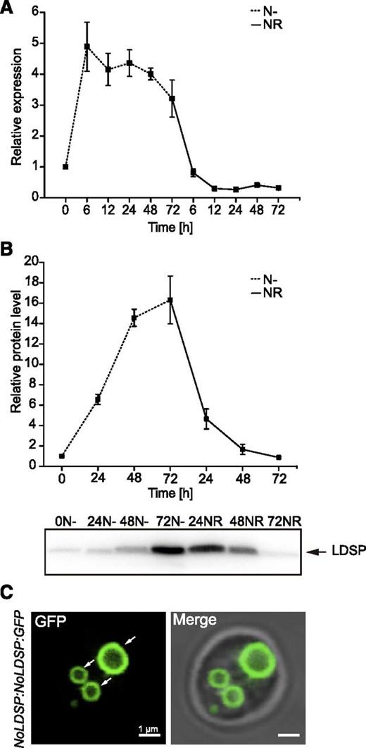 Expression of NoLDSP in N. oceanica. Expression profiling of the NoLDSP-encoding gene determined by RT-qPCR and normalized against NoACTIN reference gene (A) and NoLDSP protein levels (B) under N deprivation and after NR. Each data point represents the average of three biological replicates. Values represent the means ± sd (n = 3). C, Representative image of cellular distribution of the NoLDSP:GFP construct during N deprivation.
