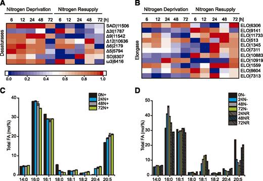 Expression of genes involved in LC-PUFA biosynthesis and total lipid composition under N deprivation and after NR. A and B, Expression of desaturases (A) and elongases (B) encoding genes. Log2-fold changes in expression >1 were normalized between 0 and 1 and used for heat map generation, and changes with P ≤ 0.01 were considered statistically significant (P values are given in Supplemental Dataset 2). Red indicates up-regulation of expression and blue a corresponding down-regulation. Descriptions and expression values are given in Supplemental Dataset 2. C, FA composition of total lipids from cultures growing under nitrogen-rich (N+) conditions. Values represent means ± sd (n = 3). D, Changes in FA composition of total lipids during growth in N-depleted (N−) medium and after NR. Fatty acids are reported by number of carbons:number of double bonds. Values represent means ± sd (n = 3).