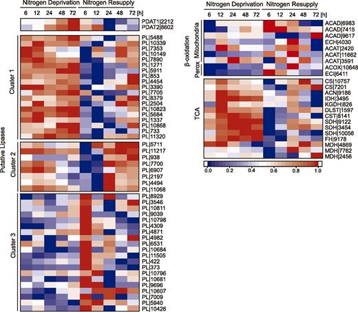 Expression of genes involved in TAG and FA degradation under N− and NR conditions. Expression profiles of genes encoding PDATs, putative lipases, β-oxidation machinery, and tricarboxylic acid enzymes. Log2-fold changes in expression >1 were normalized between 0 and 1 and used for heat map generation, and changes with P ≤ 0.01 were considered statistically significant (P values are given in Supplemental Dataset 2). Red indicates up-regulation of expression and blue a corresponding down-regulation. Descriptions and expression values can be found in Supplemental Dataset 2. Perox, peroxisome, TCA; tricarboxylic acid cycle. Numbers indicate digits of gene IDs.