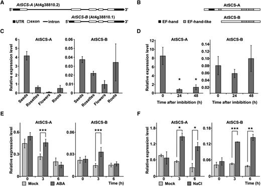 Expression of AtSCS-A and AtSCS-B varies across plant organs and in plant response to ABA or NaCl treatment. Alternative isoforms of AtSCS (At4g38810)—AtSCS-A and AtSCS-B—were predicted at transcript (A) and protein (B) levels. Prediction was based on The Arabidopsis Information Resource plant promoter database (PlantPromoterDB; http://ppdb.agr.gifu-u.ac.jp/ppdb/) and the Prosite protein database (prediction of EF-hand motifs; https://prosite.expasy.org/). Reverse transcription quantitative PCR analysis of AtSCS-A and AtSCS-B transcript levels in different organs (C), in seeds during germination (D), and in 2-week–old seedlings exposed to 10 μm of ABA (E) or 150 mm of NaCl (F). Expression levels in plants exposed to ABA or NaCl (dark gray) and control plants given mock treatment (light gray). Data represent means of triplicate biological repeats, and error bars indicate sd. For statistical analysis, a two-tailed t-test in Microsoft Office Excel was applied. Asterisks indicate significant difference from the wild type (★P < 0.05; ★★P < 0.01; ★★★P < 0.001). UTR, untranslated region.