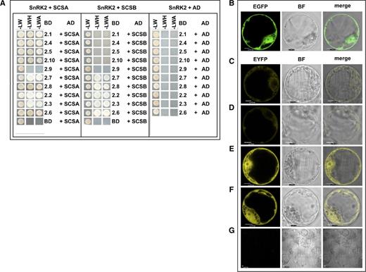 AtSCS-B interacts preferentially with kinases that belong to groups 2 and 3 of the SnRK2 family. Interactions between Arabidopsis SnRK2s and AtSCS-B, or AtSCS-A as a control, were analyzed by a yeast two-hybrid assay (A), as described in Bucholc et al. (2011). Yeast transformed with a construct with cDNA encoding one of the analyzed SnRK2s and complementary empty vector (BD − SnRK2 + AD), or a construct with AtSCS-B or AtSCS-A and the other empty vector (BD + AD − AtSCS) were used as controls. The growth of yeast expressing the indicated constructs was monitored on selective media: without Leu and Trp (-LW); without Leu, Trp, and His and with 8 mm AT (-LWH); and without Leu, Trp, and Ade (-LWA). AD, Gal4 activation domain; BD, Gal4 binding domain. The subcellular localization of AtSCS-B was analyzed in Arabidopsis protoplasts (B), as described in Bucholc et al. (2011). Protoplasts isolated from the T87 Arabidopsis cell line were transiently transformed with plasmid encoding AtSCS-B-EGFP and its localization was analyzed by confocal microscopy. Interaction between AtSCS-B and SnRK2s in planta was analyzed by BiFC assay. T87 protoplasts were transiently cotransformed with pairs of plasmids encoding: AtSCS-B-cEYFP and nEYFP-SnRK2.4 (C), AtSCS-B-cEYFP and nEYFP-SnRK2.10 (D), AtSCS-B-cEYFP and nEYFP-SnRK2.6 (E), and AtSCS-B-cEYFP and nEYFP-SnRK2.8 (F). The binding led to reconstitution of functional YFP from chimeric proteins bearing nonfluorescent halves of YFP. For negative control, AtSCS-B-cEYFP was coexpressed with AtSCS-B-nEYFP (G). Scale bars = 10 μm; BF, bright field. The data shown here represent one of three independent experiments, all with similar results.