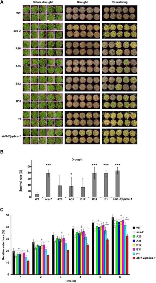 AtSCS-A and AtSCS-B regulate the response of Arabidopsis to water deficit. The drought survival rate test (A). The Arabidopsis plants were grown in pots for 17 d under long-day conditions and for an additional 2 weeks without watering. The photographs were taken before watering was stopped (before drought), after 2 weeks without water (drought), and 2 d after rewatering (rewatering). Ten pots with ∼50 plants per pot for each line per experiment were used. Representative plants are presented. The drought survival rate (B) was estimated by analysis of at least 1,000 plants per each line. For the statistical analysis, a t test was applied. The stars indicate significant differences from the wild type (★P < 0.05; ★★★P < 0.001). The average values ± se are shown. Water loss from detached Arabidopsis rosettes (C). Rates of water loss from the whole rosettes of 6-week–old plants of wild type and different mutant lines were measured at the time points indicated. Finally, the rosettes were dried at 70°C overnight and weighed. The Cut Rosette Water Loss was calculated. The representative results from one of four independent experiments are shown. Eight plants were used for each line per experiment. For the statistical analysis, a t test was applied. The asterisks indicate significant differences from the wild type (*P < 0.05; ***P < 0.001). The average values ± se are shown. WT, wild type.