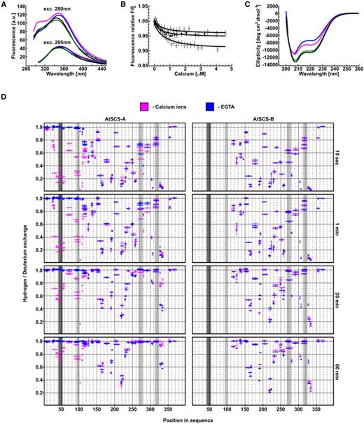 AtSCS-B binds Ca2+ without a substantial effect on the protein conformation. The fluorescence spectra of AtSCS-B and AtSCS-A proteins (A). The fluorescence spectra of 1.2-μm solution of AtSCS-A or AtSCS-B protein, excited at 280 nm (upper curves) or at 295 nm (bottom curves). apo AtSCS-A protein (blue line), apo AtSCS-B protein (black line), holo AtSCS-A (magenta line), and holo AtSCS-B (green line) are presented. The fluorescence spectra represent one of three independent measurements. The fluorescence titration curves of AtSCS-B protein by calcium ions (B). The fluorescence excitation and the emission were at 280 and 342 nm (open triangles) or 280 and 340 nm (black circles, open squares), respectively. The calcium ions titration of 1.5-μm solutions of AtSCS-B and the theoretical curves, calculated for a single-site ligand binding model (solid lines), are shown. Error bars represent experimental errors due to the instrument accuracy. Conformational changes of AtSCS-A and AtSCS-B proteins upon Ca2+ binding (C). CD spectra of 2 μm solutions of AtSCS-B or AtSCS-A with 1 mm of Ca2+ (green and magenta lines, respectively) or without Ca2+ (100 μm of EDTA; blue for apo AtSCS-A and black for apo-AtSCS-B). Changes of conformational dynamics of AtSCS-A and AtSCS-B upon Ca2+ binding (D). H/D exchange in AtSCS-A (left) and AtSCS-B (right) in the presence (magenta) or in the absence of Ca2+ (EGTA, blue). The proteins were incubated in heavy water buffer for various times (10 s, 1 min, 20 min, and 60 min) and the extent of H/D exchange was determined by mass spectrometry. The horizontal magenta and blue bars indicate individual peptides identified by mass spectrometry. The x axis indicates their position in the amino acid sequence of the AtSCS-A. The y axis shows relative deuterium uptake calculated as described in “Material and Methods”; the value “1” represents maximal deuteration level, meaning that all hydrogens in amide bonds of particular peptide were exchanged to deuterium. Error bars are sds from at least three independent experiments. Dark gray is the position of calcium binding loops of the canonical EF-hand motif; light gray are the positions of calcium binding loops of potential noncanonical EF-hand motifs.