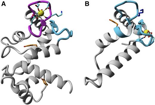 Structures modeled by homology of N-terminal (residues 26–175; A) and C-terminal (residues 251–330; B) parts of AtSCS-A. The ribbon representation follows the protein backbone. In magenta and blue are marked peptides predicted, respectively, as canonical or noncanonical EF-hand calcium binding loops. Residues putatively involved in calcium binding are denoted by sticks; yellow spheres represent calcium ions. Tyr residues are labeled by orange color.