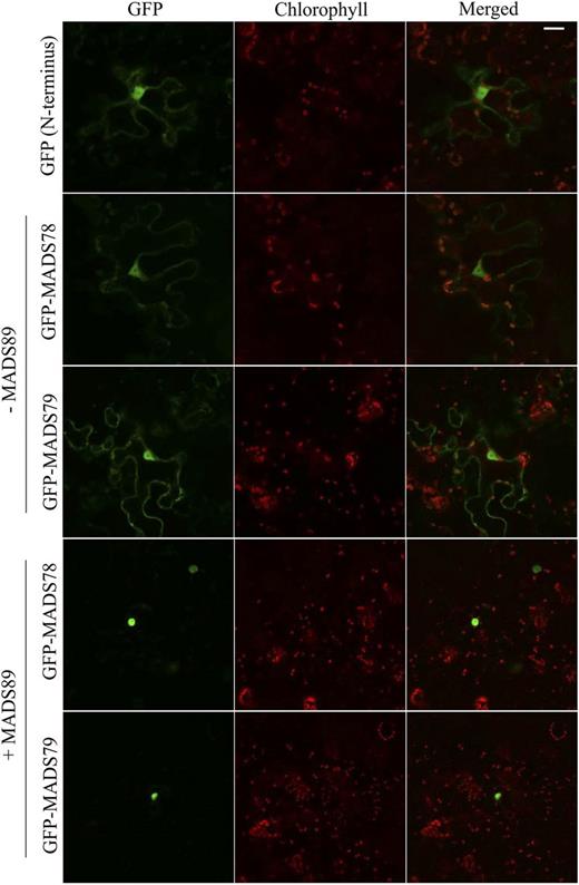 MADS89 enhances the specificity of nuclear localization for MADS78 and MADS79. In the absence of MADS89, N-terminal GFP fusion constructs of MADS78 and MADS79 localize to nucleus and cytosol. Cotransformation of the respective constructs with MADS89 enhances their localization specifically to the nucleus. Empty vector was used as a control. Bar = 25 µm.