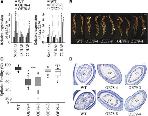Overexpression of MADS78 and MADS79 leads to partial spikelet sterility and delayed endosperm cellularization. A, RT-qPCR analysis of MADS78 and MADS79 expression in 11-d-old seedlings and developing seeds (48 and 72 HAF) in the wild-type (WT) and OE mutants for the respective tissue. Wild-type expression was used as a baseline for the corresponding tissue and gene. B, Representative mature panicle images of the OE mutants compared with the wild type. White arrows indicate sterile seeds. Images shown were digitally extracted and scaled for comparison. Bar = 2 cm. C, Quantification of spikelet fertility (%) in the wild type and OE mutants; n = 25 to 40 plants. D, Representative cross sections of developing seeds at 96 HAF from the wild type and OE mutants. cv, Central vacuole; ed, endosperm. Bar = 0.2 µm. For statistical analysis in A and C, Tukey’s test was used: ***P < 0.001 and **P < 0.01. Error bars indicate sd (n = 6; two biological and three technical replicates).