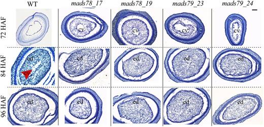 Single knockout mutants of MADS78 and MADS79 show precocious cellularization. Representative cross sections of developing seeds are shown at 72, 84, and 96 HAF in single knockout mutants of MADS78 and MADS79 compared with the wild type (WT). The red arrowhead points to the central vacuole region (cv). ed, Endosperm. Bar = 0.2 µm.