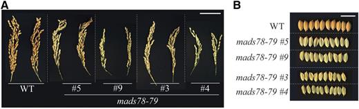 Double knockout mutation is lethal. A, Representative mature panicle images of T0 homozygous double knockout mutants compared with the wild type (WT). mads78-79_5 and mads78-79_9 are derived from sgRNA-1, while mads78-79_3 and mads78-79_4 correspond to sgRNA-2 (Supplemental Fig. S11). Bar = 2 cm. B, Representative mature seed images of the T0 homozygous double knockout mutants with husk. Bar = 1 cm. Images shown in A and B were digitally extracted and scaled for comparison.