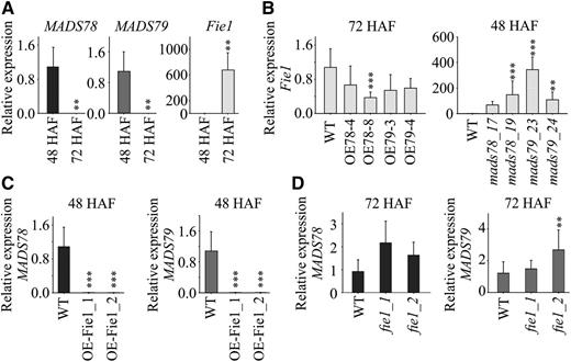 FIS-PRC2 potentially regulates MADS78 and MADS79. A, RT-qPCR analysis of MADS78, MADS79, and Fie1 at 48 and 72 HAF in the wild type (WT). Expression levels at 48 HAF were considered as baseline for each gene. B, RT-qPCR analysis of Fie1 in OE and single knockout mutants for MADS78 and MADS79 at 72 and 48 HAF, respectively. C and D, RT-qPCR analysis of MADS78 and MADS79 in OE and single knockout mutants for Fie1 at 48 and 72 HAF, respectively. For B to D, wild type expression was used as a baseline. For statistical analysis, the Holm-Sidak method was used: ***, P < 0.001 and **, P < 0.01. Error bars indicate sd (n = 6; two biological and three technical replicates).
