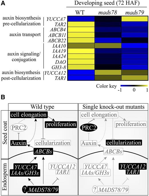Misregulation of MADS78 and/or MADS79 disturbs auxin homeostasis. A, Heat map based on normalized read counts for genes involved in auxin homeostasis in the wild type (WT) and single knockout mutants (mads78 and mads79) in developing seeds (72 HAF). The color key represents a range of normalized values. B, MADS78 and MADS79, auxin, and FIS-PRC2 collectively regulate the timely initiation of endosperm cellularization. MADS78 and MADS79 regulate some of the auxin biosynthesis (YUCCAs), signaling (IAAs and GH3s), and transport (ABCB-type transporters) related genes in developing endosperm. In normally developing syncytial stage seeds, auxin is exported from developing endosperm to the seed coat and blocks FIS-PRC2, thus ensuring normal endosperm proliferation and seed coat cell elongation. Seeds deficient in MADS78 and MADS79 have reduced auxin export, thus releasing auxin-mediated FIS-PRC2 suppression. The activated FIS-PRC2 blocks cell elongation and differentiation, which causes cellularization. The accelerated cellularization triggers the activation of auxin biosynthesis genes YUCCA12 and TAR1 that may promote endoreduplication, differentiation, and starch deposition during later stages of seed development. ? indicates additional, uncharacterized factors that might participate in this model.