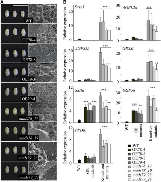 Misregulation of MADS78 and MADS79 causes impairment of starch granules. A, Representative images of mature seeds from MADS78 and MADS79 mutants (left column; bar = 1 cm) and their cross sections (right column; bar = 20 µm) using SEM. Images shown were digitally extracted and scaled for comparison. B, RT-qPCR analysis of selected genes involved in carbon metabolism at 72 HAF in OE and knockout mutants relative to the wild type (WT). The genes were selected based on RNA-seq analysis. For statistical analysis, Student’s t test was used: ***, P < 0.001; **, P < 0.01; and *, P < 0.05. Error bars indicate sd (n = 6; two biological and three technical replicates).