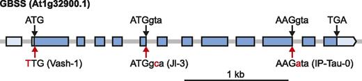 Schematic illustration of the Arabidopsis GBSS locus. Exons are depicted by the blue boxes, while the 5′ and 3′ untranslated regions are depicted by the light blue boxes. The position of the translation start (ATG) and stop (TGA) codons are indicated. The positions of the start codon mutation in Vash-1 and the splice site mutations in Jl-3 and IP-Tau-0 are indicated with red arrows, and the variant nucleotide in these accessions is shown in red below the gene model. The reference sequence (from Col-0) at these positions is shown above the gene model. Exon and intron sequences are depicted in uppercase and lowercase letters, respectively.