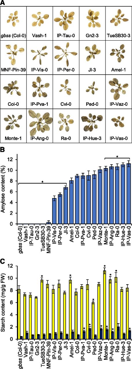 Variation in amylose content among Arabidopsis accessions. A, Iodine-stained rosettes. Three-week-old plants were harvested at the end of day, cleared of chlorophyll, and then stained with Lugol’s iodine solution. B, Amylose content of starch. Amylose was detected using an iodine colorimetry-based method in starch from 3-week-old plants harvested at the end of the day. Values are the mean ± sem of n = 5–6 individual rosettes. Those that are significantly different from the reference accession, Col-0 (two-tailed t test, P < 0.05), are indicated with an asterisk (*). C, Total starch content at the end of day (yellow) and end of night (dark blue). Measurements were made on the same batch of plants as B. Values are the mean ± sem of 5–6 individual rosettes. Values that are significantly different from those of the reference accession, Col-0, at each time point (two-tailed t test, P < 0.05) are indicated with an asterisk (*).