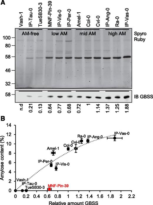 GBSS protein abundance in the different Arabidopsis accessions. A, GBSS abundance on starch in selected amylose-free (AM-free), low-amylose (low AM), mid-amylose (mid AM), and high-amylose (high AM) accessions. Granule-bound proteins extracted by gelatinizing purified starch were separated on a 10% SDS-PAGE gel and stained for total protein using Sypro Ruby (top). Lanes were loaded on an equal starch basis (0.15 mg starch per lane). GBSS was also detected specifically in the extracts by immunoblotting (IB) with the GBSS antibody (bottom; 0.05 mg starch per lane). The quantification of band intensities in the immunoblot relative to the Col-0 band is shown below the blot and is the average from two separate protein extractions. The migration of molecular weight markers (in kilodaltons) is indicated on the left. n.d., not detected. B, Relationship between GBSS abundance on starch and amylose content. Amylose contents from Figure 2B (mean ± sem of n = 5–6 individual rosettes) were plotted against the relative amount of granule-bound GBSS estimated in A (mean of two independent determinations, where the tips of the error bar represent the two individual values). Most data points fit a polynomial trendline, except for MNF-Pin-39 (marked in red).