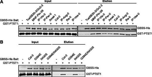 The TueSB30-3/Gn2-3 GBSS cannot interact with PTST1. A, Pull-down assay of interaction between recombinant GBSS and PTST1. The purified tagged proteins, GBSS-His, and GST-PTST1 (0.1 µg each) were coincubated with Ni2+-NTA resin for 1 h (input), and resin-bound proteins were subsequently eluted (elution). The input and elution fractions were analyzed by immunoblotting with anti-His and anti-PTST1 antibodies to detect GBSS-His and GST-PTST1 proteins, respectively. B, The effect of the two amino acid variants in the TueSB30-3/Gn2-3 GBSS on interaction with PTST1 were tested individually. Pull-down assays with purified recombinant proteins carrying the substitutions were performed as in A.