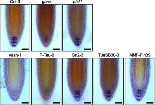 Visualization of starch in Arabidopsis columella cells. Primary root tips of 7-d-old Arabidopsis seedlings were stained with Lugol’s iodine solution and imaged using light microscopy. Bars = 20 µm.