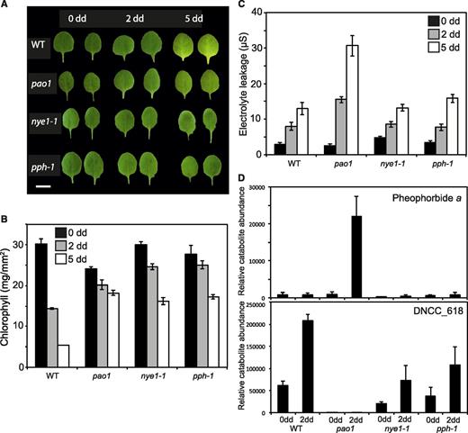 Phenotypic characterization of CCGs mutants during dark-induced senescence of detached leaves. A, Wild-type (WT), pao1, nye1-1, and pph-1 detached leaves before (0) and after 2 and 5 dd. Images of leaves were digitally abstracted and used to make a composite image for comparison. Scale bar = 5 mm. B, Chl degradation of CCG mutants during dark-induced senescence. C, Electrolyte leakage of CCG mutants during dark-induced senescence. D, Profile of the accumulation of pheophorbide a and the major phyllobilin (DNCC_618) in CCG mutants during dark-induced senescence. Data in (B) to (D) are mean values of a representative experiment with three (B), at least 10 (C), and five (D) replicates, respectively. Error bars indicate sd.