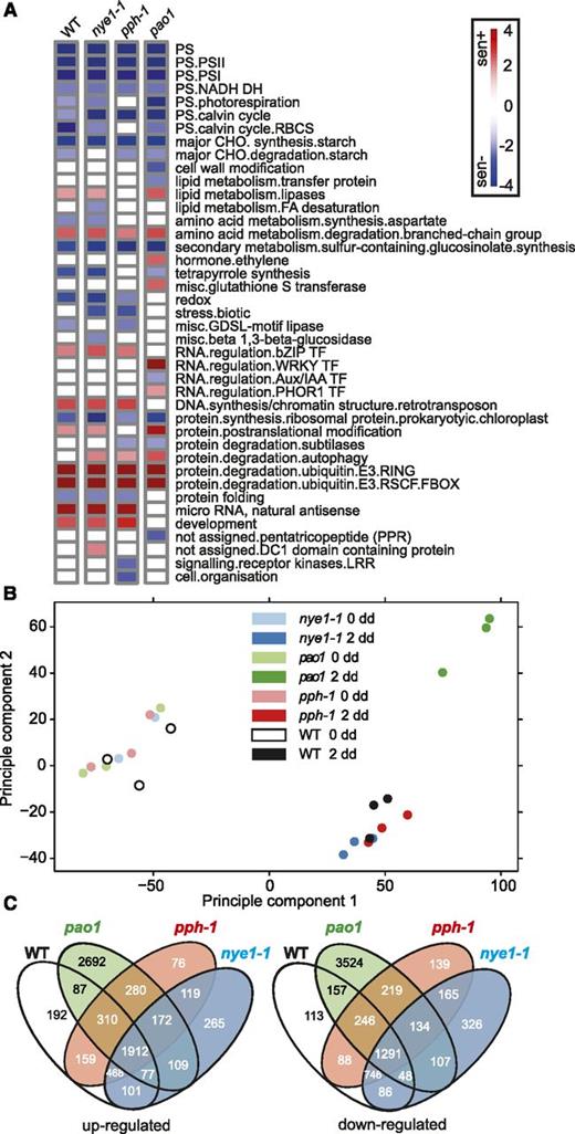 RNA-seq profiling of CCG mutants provide new insight into the relationship of the PAO/phyllobilin pathway to global leaf senescence. A, Major enriched GO terms identified in the three CCG mutants during dark-induced senescence (0 versus 2 dd) using the Wilcoxon test implemented within the program Pageman (Usadel et al., 2006). B, Principal component analysis of the RNA-seq data. C, Venn diagrams showing common patterns of differential expression (0 versus 2 dd) of up- and downregulated genes during dark-induced senescence. WT, wild type.