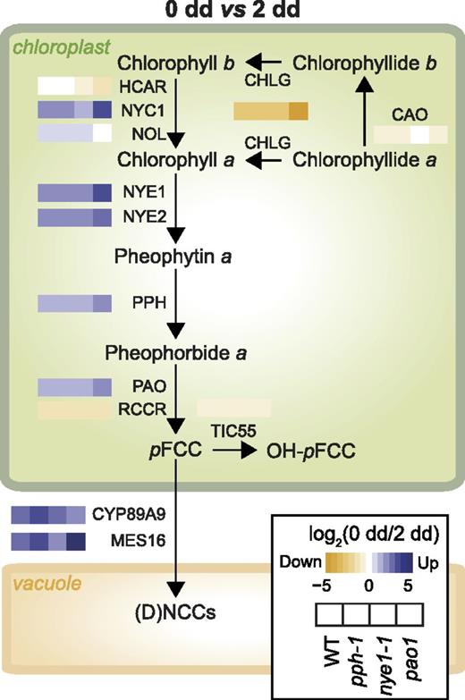 Influence of dark-induced senescence on the expression of the genes involved in the PAO/phyllobilin pathway. Heat maps represent log2 (FC) of gene expression in each of the four studied lines during dark-induced senescence, as indicated in the inset box. Genes/enzymes: CAO, chlorophyll a oxygenase; CHLG, chlorophyll synthase; HCAR, 7-hydroxymethyl chlorophyll a reductase; NOL, NYC1-like; NYC1, nonyellow coloring1 (chlorophyll b reductase); RCCR, RCC reductase; TIC55, translocon at the inner chloroplast envelope55. Phyllobilins: DNCC, dioxobilin-type NCC; NCC, nonfluorescent chlorophyll catabolite; pFCC, primary fluorescent chlorophyll catabolite. WT, wild type.