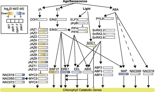 Transcriptional regulation of the PAO/phyllobilin pathway during dark-induced senescence is mainly affected in pao1. Heat maps represent log2 (FC) of gene expression in each of the four studied lines during dark-induced senescence, as indicated in the inset box. Genes/enzymes: ABF, ABA-responsive element binding factor; ABI5, ABA insensitive5; COI1, coronatine insensitive1; EEL, enhance em level; EIN, ethylene insensitive; ELF3, early flowering3; ERF17, ethylene response factor17; MYC, myelocytomastosis; NAC, NAM, ATAF1/2, and CUC2 domain protein; NAP, NAC-like, activated by PA3/PI; ORE1, oresara1; phyB, phytochrome B; PIF, phytochrome interacting factor; PYL9, pyrabactin resistance1-like9; SnRK2, Ser/Thr kinase2; SOC1, suppressor of overexpression of coi1. WT, wild type.