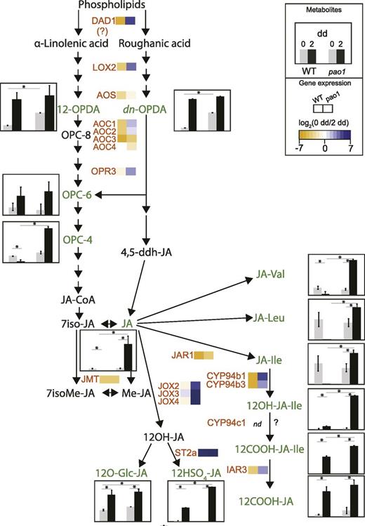 JA metabolism during dark-induced senescence in wild type (WT) and pao1. Levels of JA and JA-related metabolites in gray (0 dd) and black (2 dd) for wild type and pao1 are shown as histograms, as indicated in the inset box. Data are mean values of five replicates. Error bars indicate sd. Asterisks indicate significant differences (by one-sided t test with P ≤ 0.05). Expression levels are shown using heat maps of log2 (FC), as indicated in the inset box. Genes/enzymes (in red): AOC, allene oxide cyclase; AOS, allene oxide synthase; CYP, cytochrome P450 monooxygenase; DAD1, delayed anther dehiscence1; IAR3, IAA-Ala resistant3; JAR1, JA-amino acid synthetase1; JMT, jasmonate methyltransferase; JOX, JA-induced oxygenase; OPR3, OPDA reductase 3; ST2a, sulfotransferase 2a. Metabolites that were quantified (in green): dn-OPDA, dinor-12-oxo-phytodienoic acid; JA-Ile, jasmonyl-Ile; JA-Leu, jasmonyl-Leu; JA-Val, jasmonyl-Val; OPC-4, 3-oxo-2-cis-2-pentenyl-cyclopentane-tetranoic acid; OPC-6, 3-oxo-2-cis-2-pentenyl-cyclopentane-hexanoic acid; OPDA, 12-oxo-phytodienoic acid; 12COOH-JA, 12-carboxy-jasmonic acid; 12COOH-JA-Ile, 12-carboxy-jasmonyl-Ile; 12HSO4-JA, 12-sulfo-jasmonic acid; 12O-Gly-JA, 12-glycosyl-jasmonic acid; 12OH-JA-Ile, 12-hydroxy-jasmonyl-Ile. Further metabolites (in black): JA-CoA, jasmonyl-coenzyme A; Me-JA, methyl-jasmonic acid; OPC-8, 3-oxo-2-cis-2-pentenyl-cyclopentane-octanoic acid; 4,5ddh-JA, 4,5-didehydro-jasmonic acid; 7iso-JA, 7-iso-jasmonic acid; 7isoMe-JA, 7-isomethyl-jasmonic acid; 12OH-JA, 12-hydroxy-jasmonic acid.