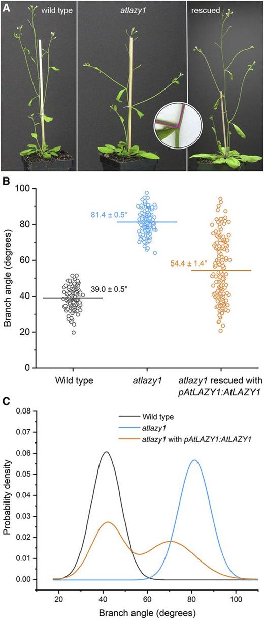 Evaluation of rescue of the atlazy1 branch angle phenotype in the T1 generation. A, Shoot architecture in the wild type, atlazy1, and atlazy1 rescued with pAtLAZY1:AtLAZY1 in the T1 generation. Shown from left are the wild type, atlazy1, and atlazy1 rescued with pAtLAZY1:AtLAZY1 in the T1 generation. The inset shows how the angle at the base of the branch was measured with two 10-mm radii centered at the intersection of a main stem and a branch. B, Distributions of branch angles measured in populations of wild type, atlazy1, and atlazy1 rescued with pAtLAZY1:AtLAZY1 in the T1 generation. The horizontal line marks the mean, which is also given (± se). The numbers of samples measured were as follows: 134 wild type, 141 atlazy1, and 153 rescued lines. C, PDFs of branch angles measured in the populations of wild-type, atlazy1, and atlazy1 plants rescued with pAtLAZY1:AtLAZY1 in the T1 generation. PDFs were obtained by fitting Gaussian distributions to the data used in B.